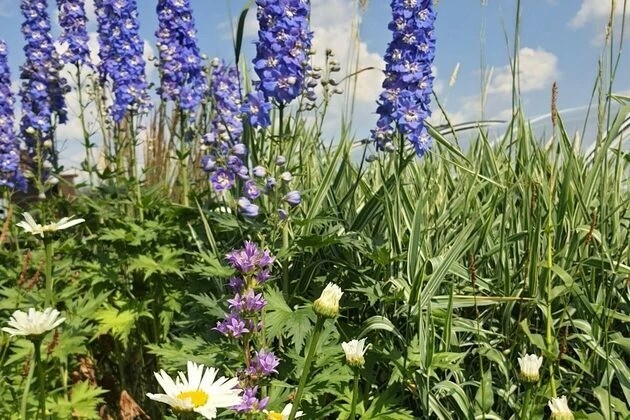 ШЕЛЕСТ СОЛНЦА