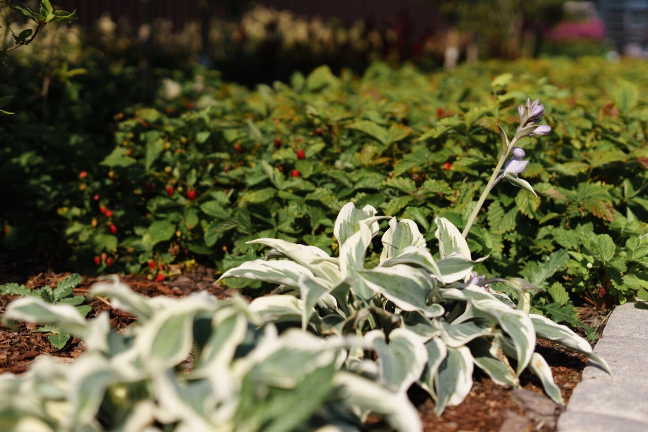 ШЕЛЕСТ СОЛНЦА