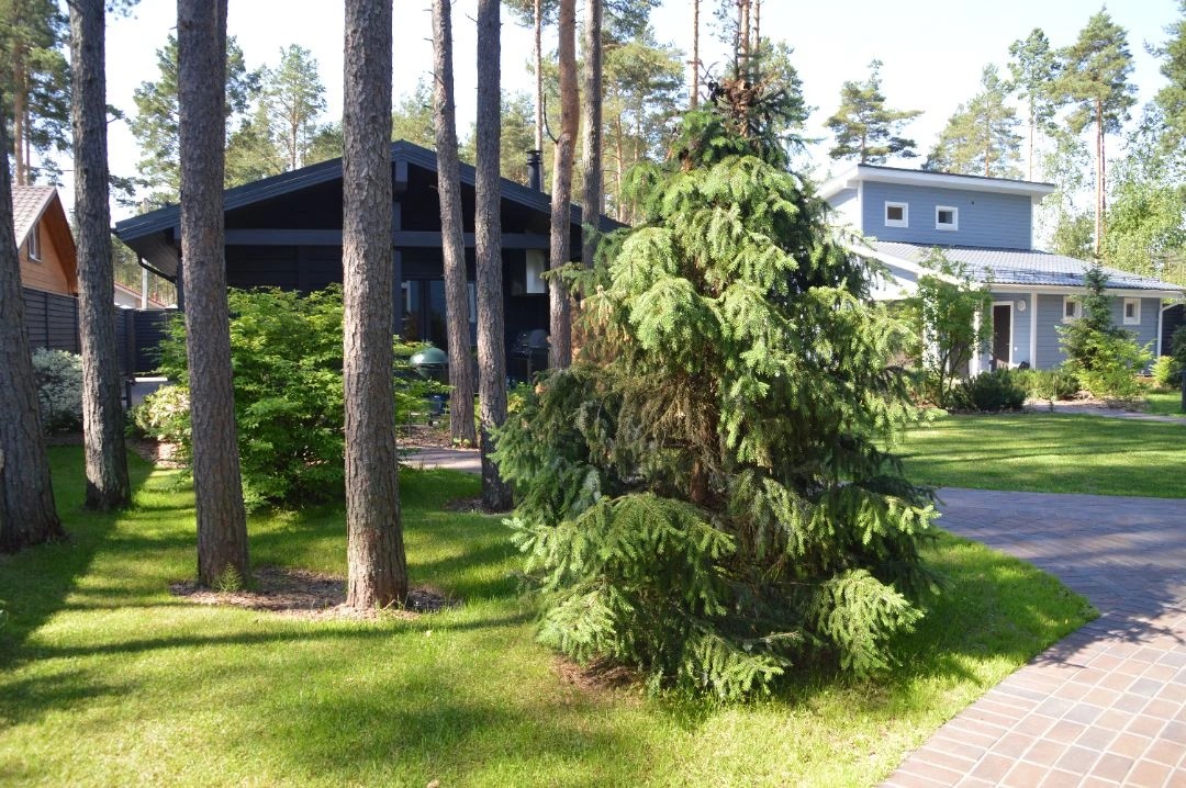 САД В КП ПАМИР